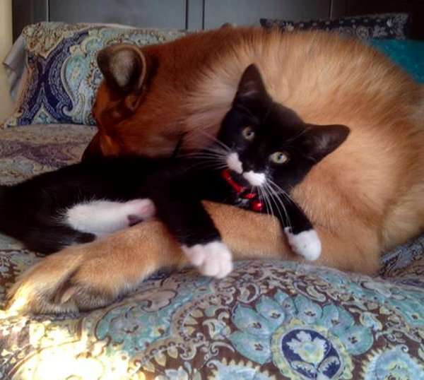 犬と猫どちらも好きな人が集まるトピ♡
