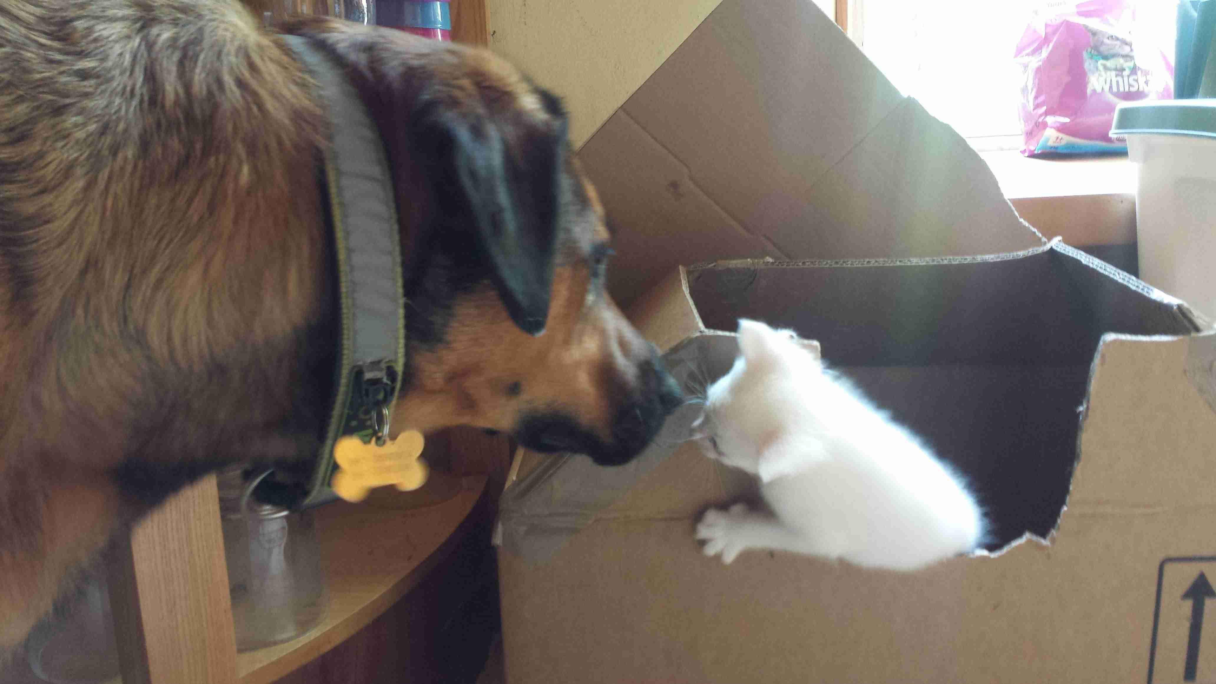 犬と猫どちらも好きな人が集まるトピ♡