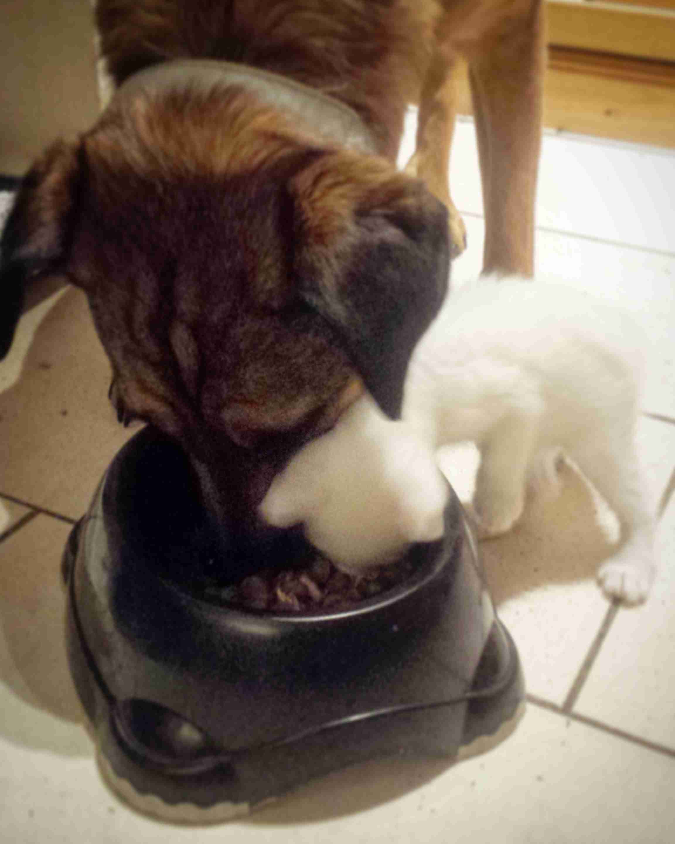 犬と猫どちらも好きな人が集まるトピ♡
