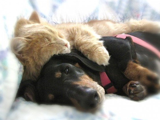 犬と猫どちらも好きな人が集まるトピ♡