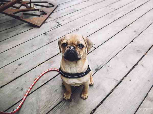 ドイツで犬の殺処分「0」な理由