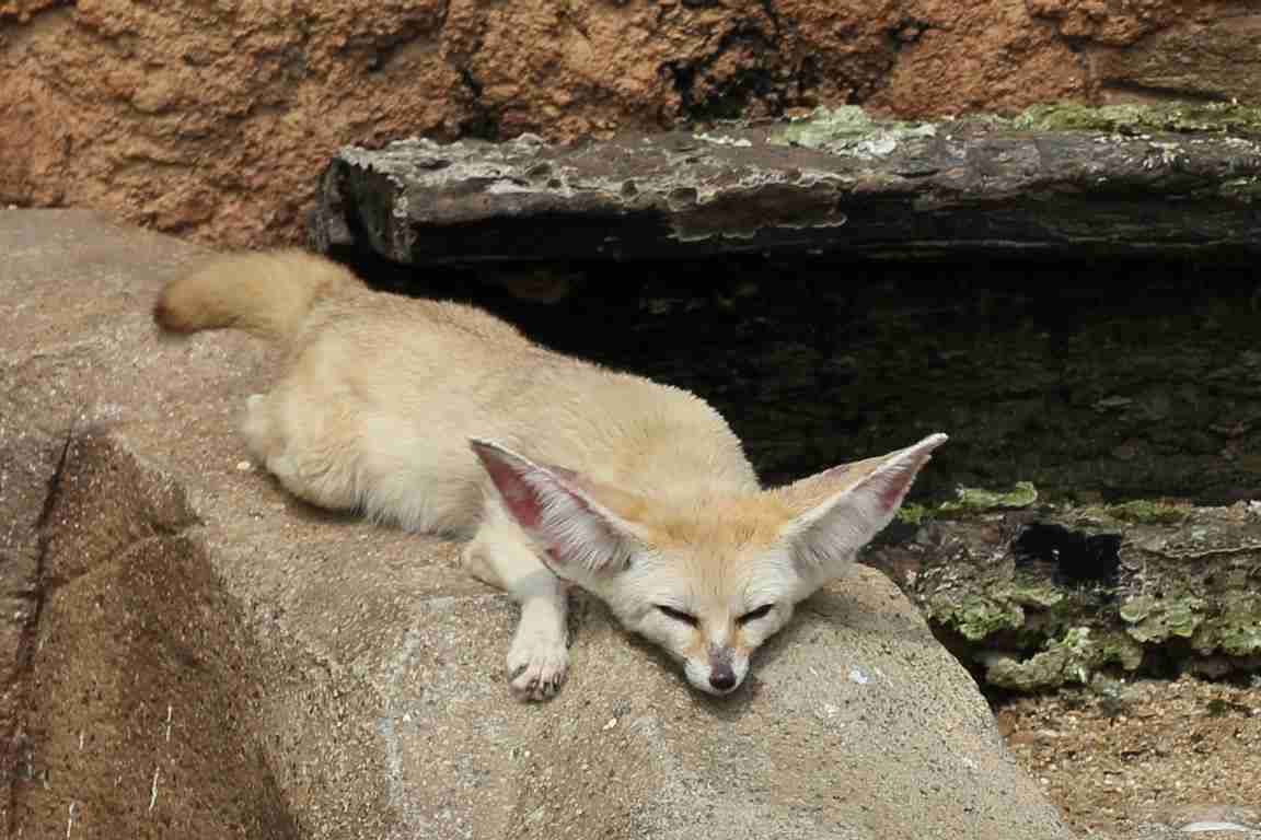 暑さでダラけた感じの動物さんの画像ください