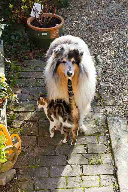 犬と猫どちらも好きな人が集まるトピ♡