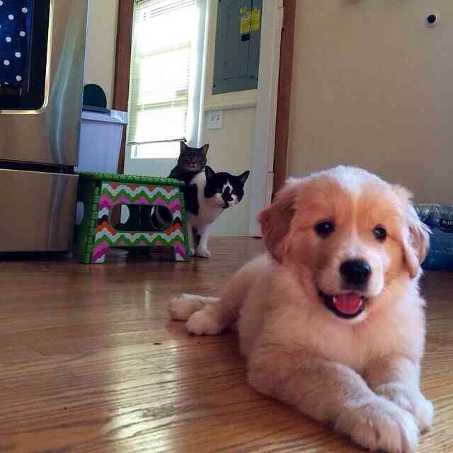 犬と猫どちらも好きな人が集まるトピ♡