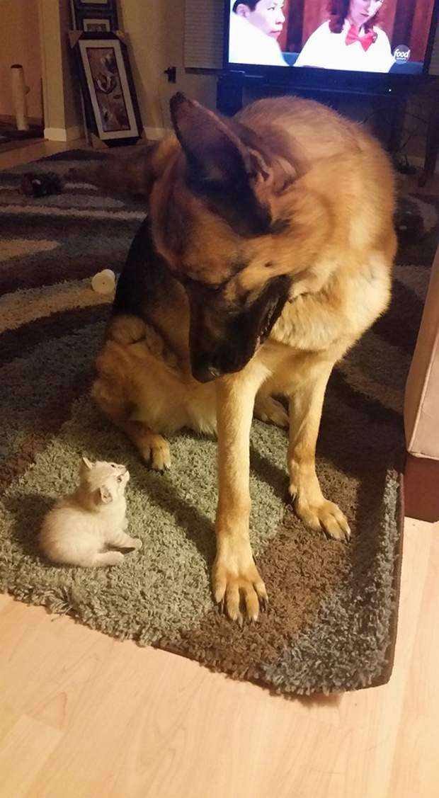 犬と猫どちらも好きな人が集まるトピ♡