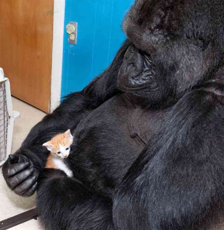 和む画像を集めるトピ