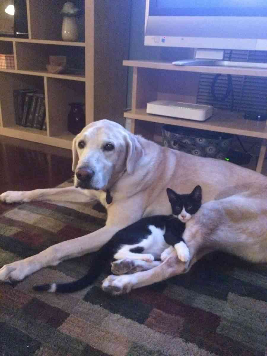 犬と猫どちらも好きな人が集まるトピ♡