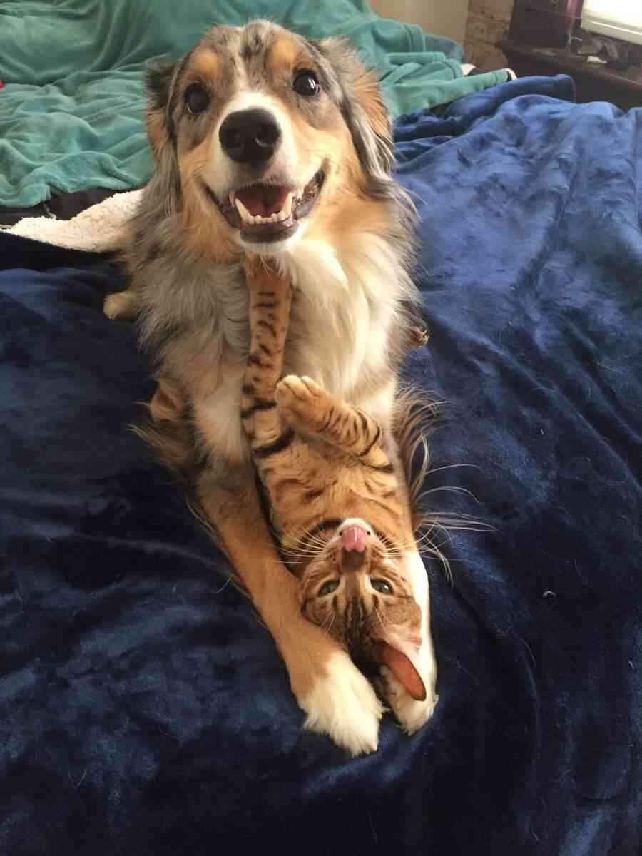 犬と猫どちらも好きな人が集まるトピ♡