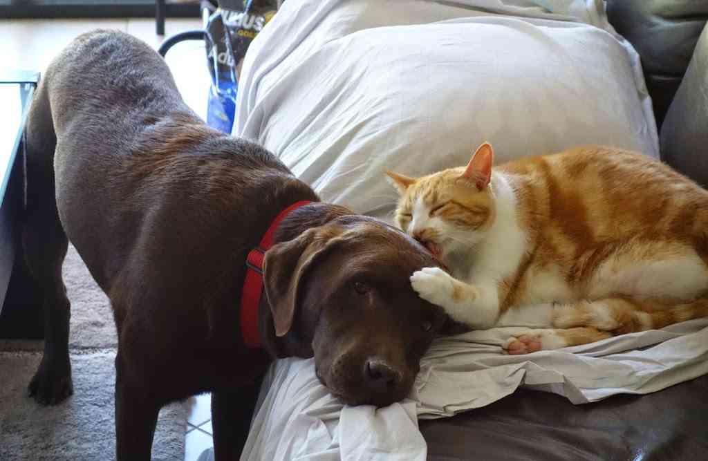犬と猫どちらも好きな人が集まるトピ♡