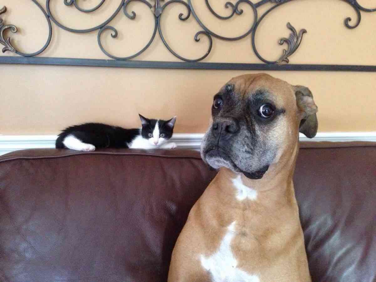 犬と猫どちらも好きな人が集まるトピ♡