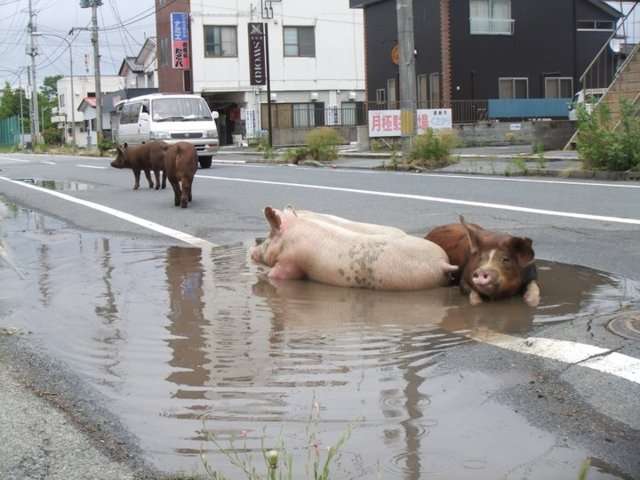 暑さでダラけた感じの動物さんの画像ください