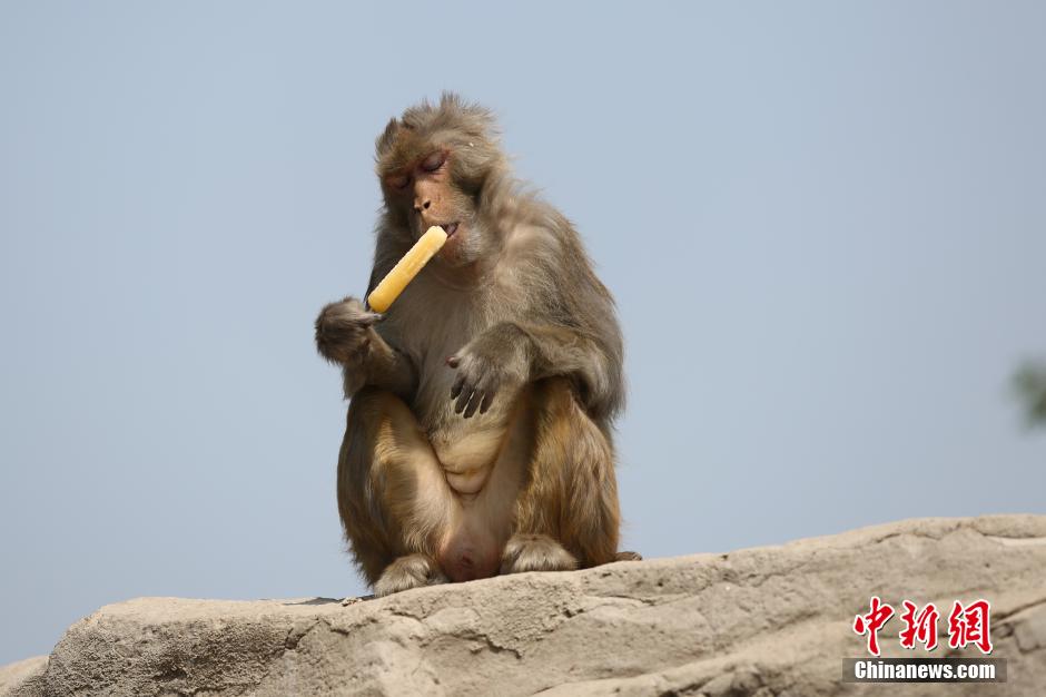 暑さでダラけた感じの動物さんの画像ください