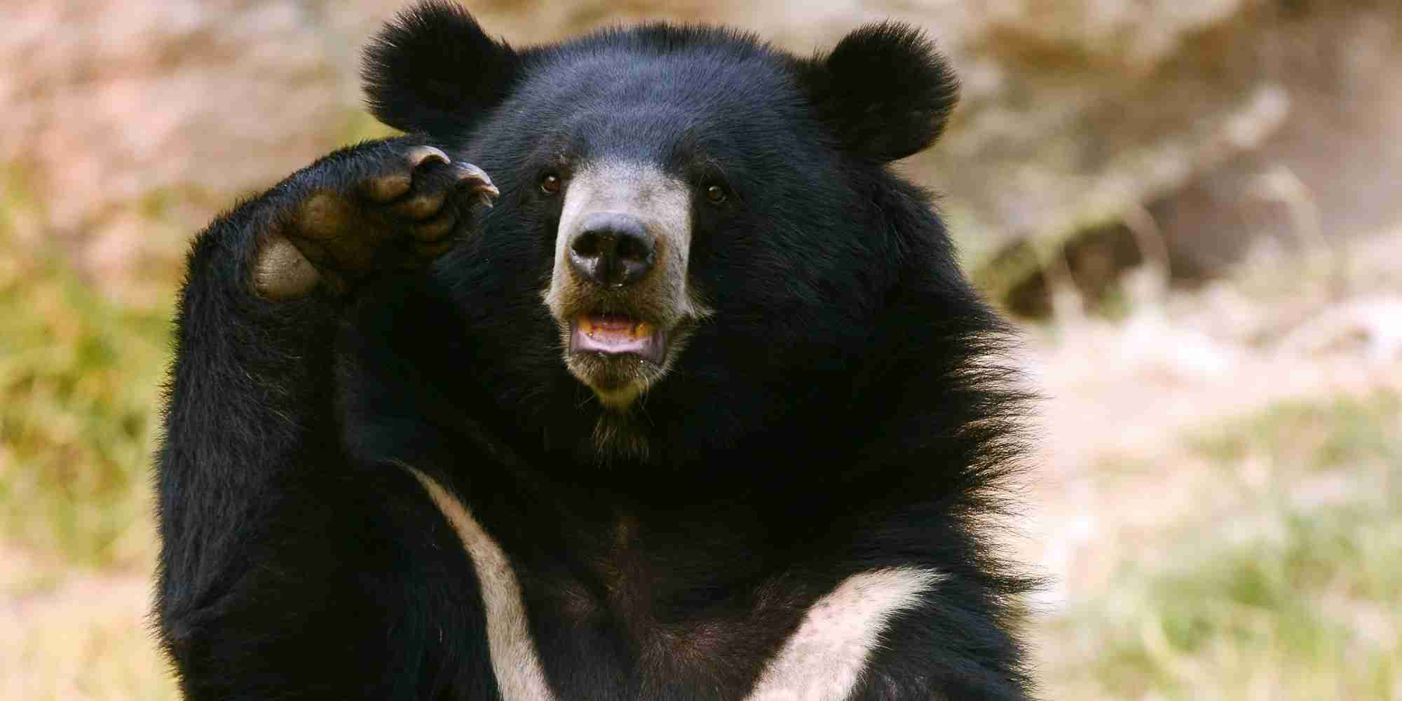 「人は食べられる」クマが学習か　胃から人体の一部、4人を襲った可能性