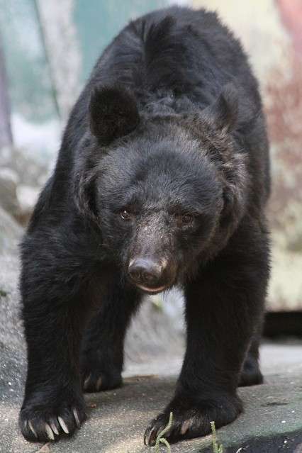 ツキノワグマの胃から人体の一部…「極めてまれ」だが「人を食べ物と認識した可能性はある」