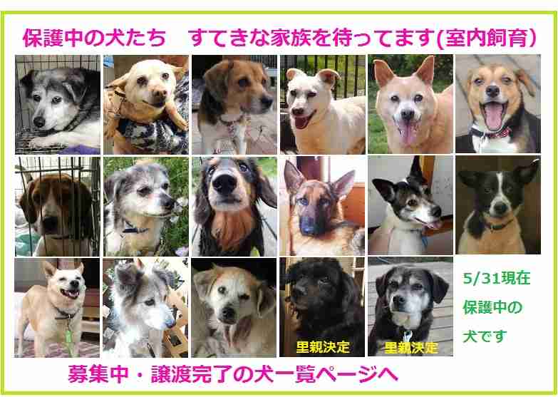 保護犬・猫を飼われている方