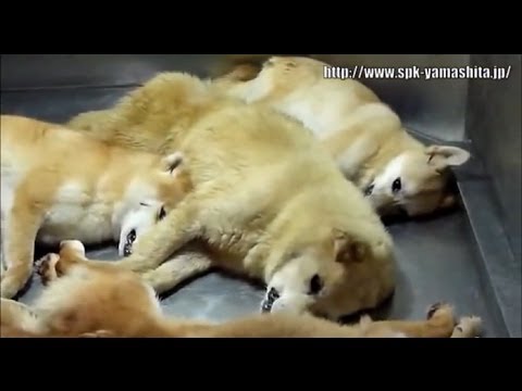 【閲覧注意】　殺処分の現実 －前編－ - YouTube