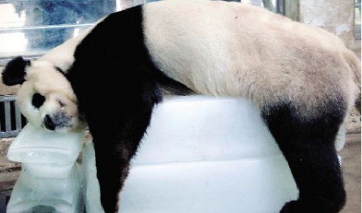 暑さでダラけた感じの動物さんの画像ください