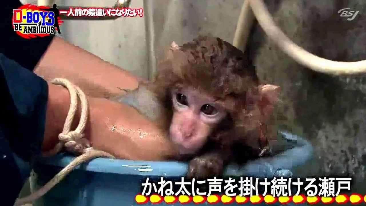 Seto Koji and his baby monkey 2 - YouTube