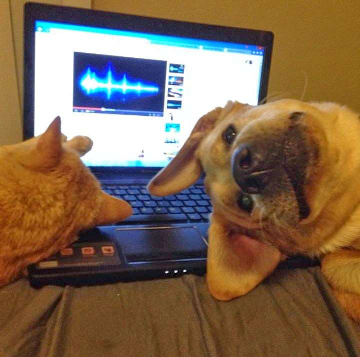 犬と猫どちらも好きな人が集まるトピ♡
