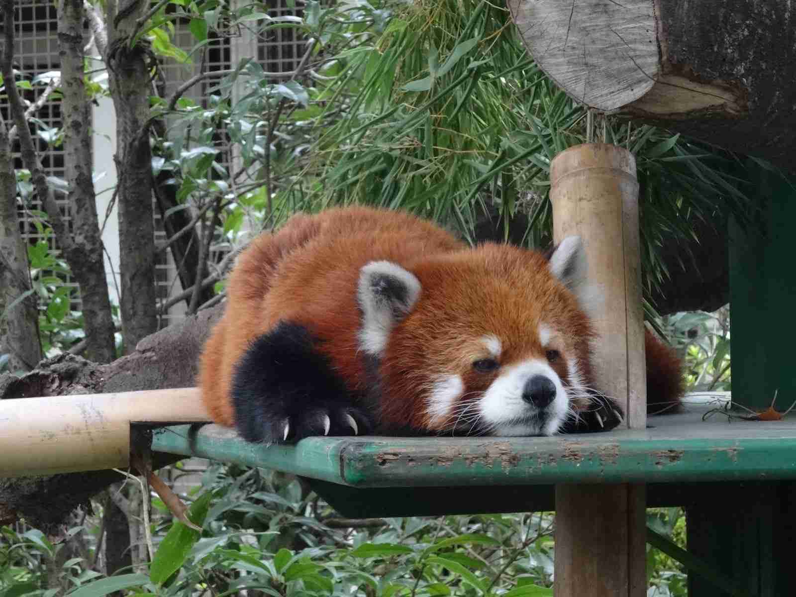 暑さでダラけた感じの動物さんの画像ください