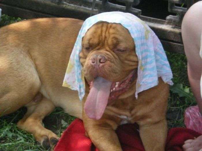 暑さでダラけた感じの動物さんの画像ください