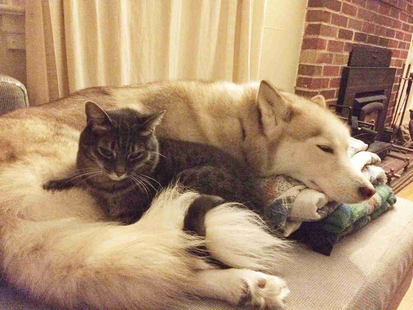 犬と猫どちらも好きな人が集まるトピ♡