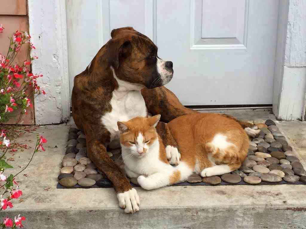 犬と猫どちらも好きな人が集まるトピ♡