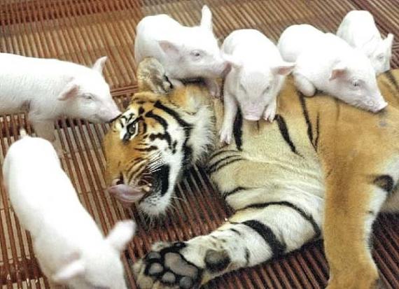 和む画像を集めるトピ