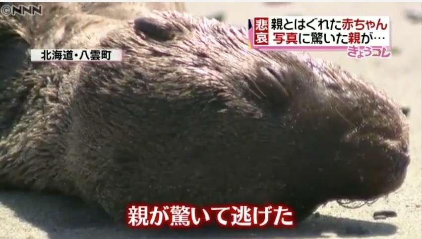 スマホ撮影に驚いた母が逃げ、トドの赤ちゃん死んだ (北海道)