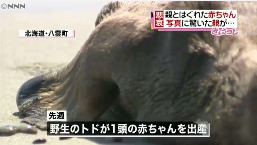 スマホ撮影に驚いた母が逃げ、トドの赤ちゃん死んだ (北海道)