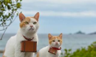 ネコを飼うのを諦めさせて下さい
