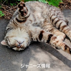 嗚呼、勘違い&hellip;NEWS加藤シゲアキの文化人気取りに「アイドル失格」の声|ニュース＆エンタメ情報『Yomerumo』