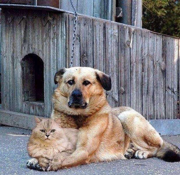 犬と猫どちらも好きな人が集まるトピ♡