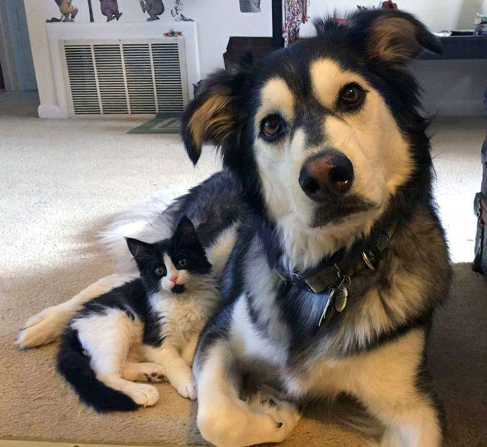 犬と猫どちらも好きな人が集まるトピ♡
