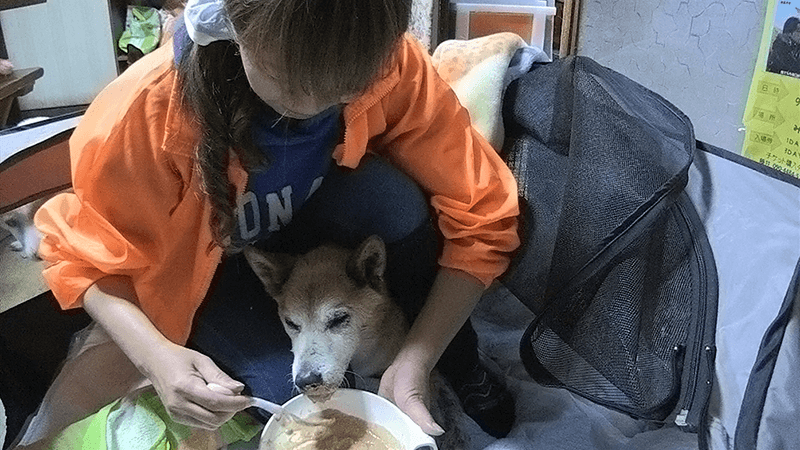 NHKドキュメンタリー - 目撃！日本列島「“老犬ホスピス”　いのちを看取（みと）る」