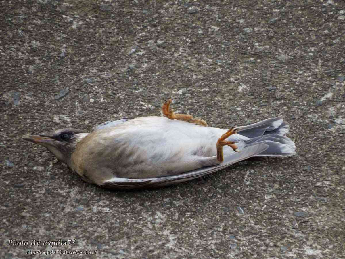 暑さでダラけた感じの動物さんの画像ください