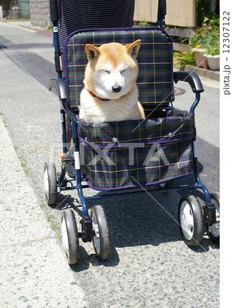 坂上忍がある町内会の驚きのルールに激怒「犬の散歩は脇に抱えて行う」