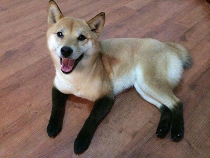 【画像】めずらしい色・模様の動物画像を集めましょう