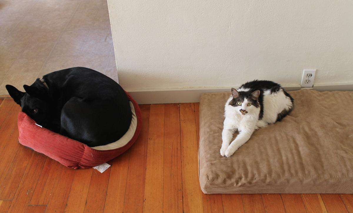 犬と猫どちらも好きな人が集まるトピ♡