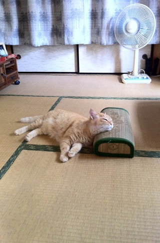 暑さでダラけた感じの動物さんの画像ください