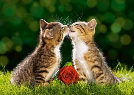 まだキスもしたことがない人