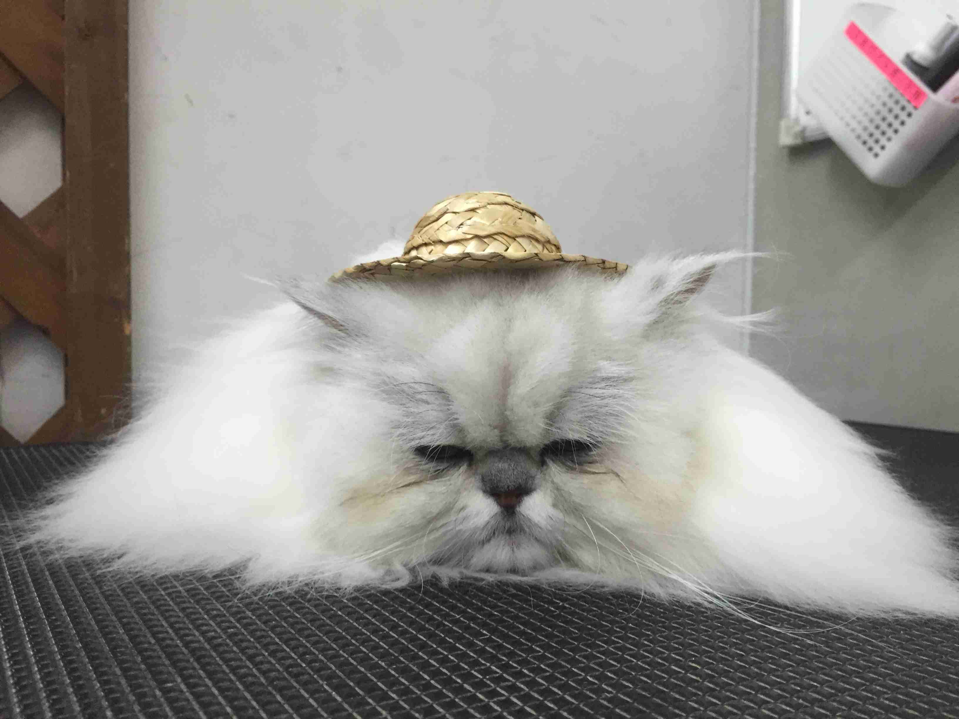 暑さでダラけた感じの動物さんの画像ください