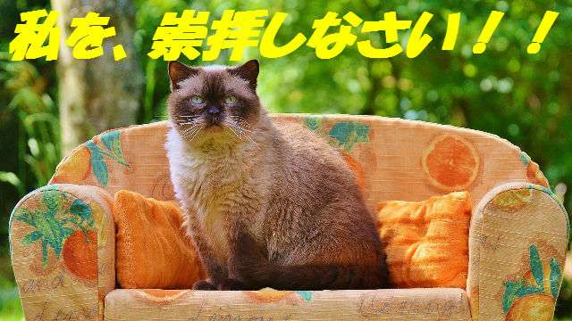 「猫の十戒」が「犬の十戒」と比べて上から目線でおもしろい | ANIMALive