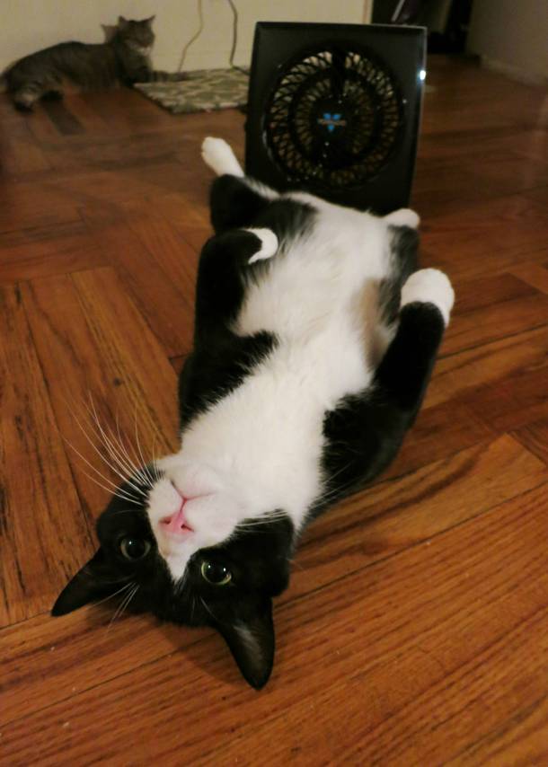暑さでダラけた感じの動物さんの画像ください