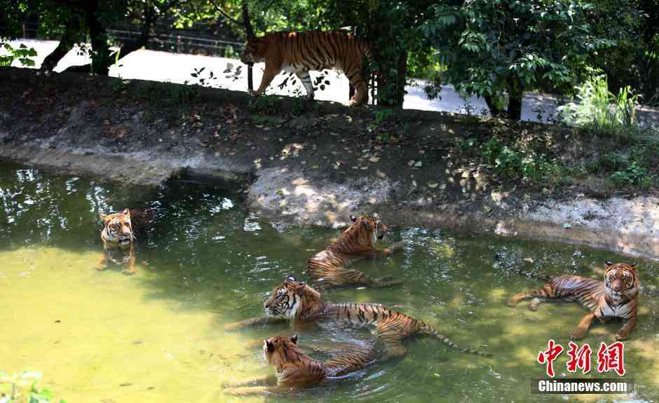 暑さでダラけた感じの動物さんの画像ください