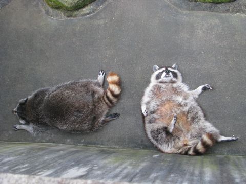 暑さでダラけた感じの動物さんの画像ください