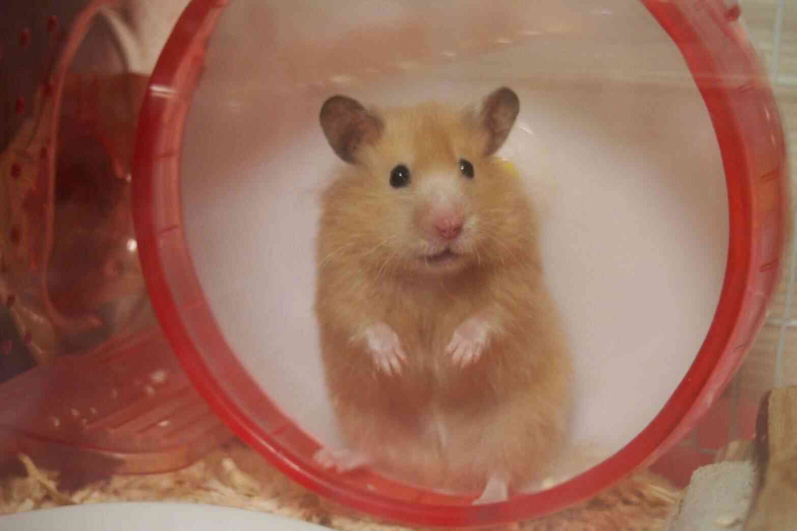 保健所から動物をお迎えしたことがある人