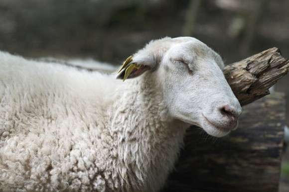 【画像】眠っている動物たち