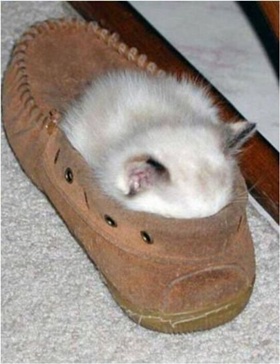 【画像】眠っている動物たち