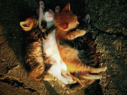【画像】眠っている動物たち